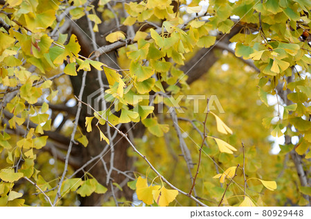 I saw a ginkgo tree someday 80929448