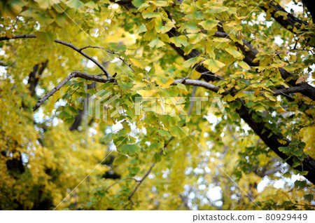 I saw a ginkgo tree someday 80929449