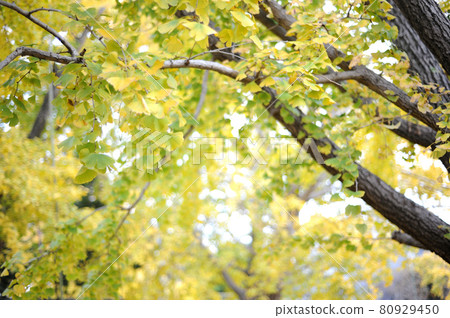 I saw a ginkgo tree someday 80929450