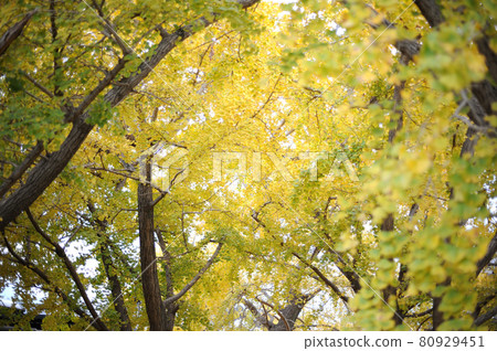 I saw a ginkgo tree someday 80929451