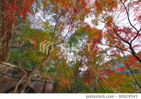 愛知縣春日井市：紅葉中的Aigi隧道（第3隧道） 80929545