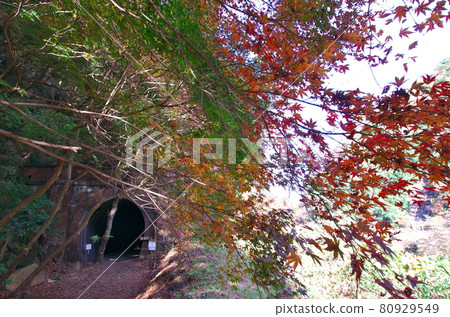 Kasugai City, Aichi Prefecture: Aiki Tunnel in Autumn Leaves (Tunnel No. 4) 80929549