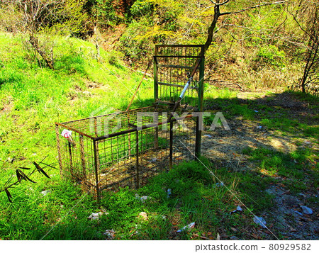 Wild boar capture trap Wild boar capture trap 80929582