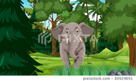 Elephant in forest or rainforest scene with many trees Elephant in forest or rainforest scene with many trees 80929691
