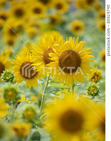 向日葵田 80929740