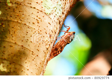 Summer vacation brown cicada Summer vacation brown cicada 80929774