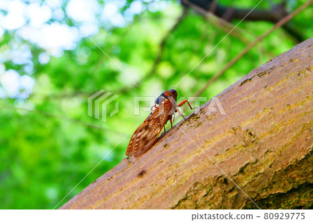 Brown cicada 80929775