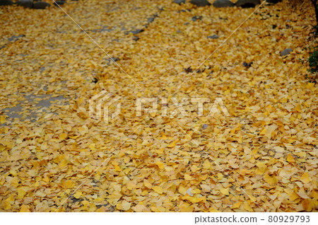 Fallen leaves seen on an autumn holiday Fallen leaves seen on an autumn holiday 80929793