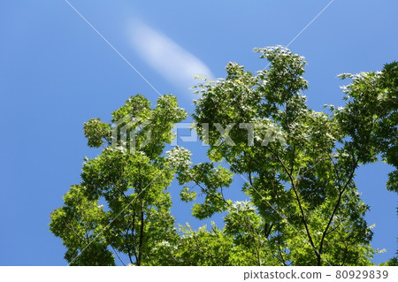 Fresh green, blue maple 80929839