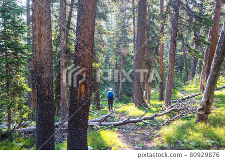 Hike in the forest 80929876