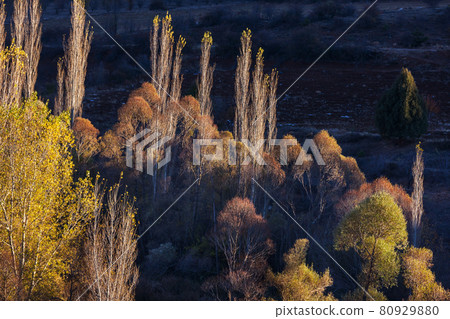 Autumn season 80929880