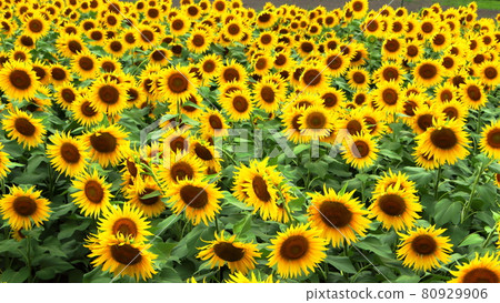 夏花，向日葵簇 80929906