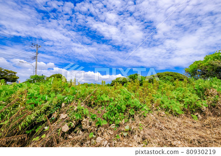 神奈川縣三浦半島的風景 80930219