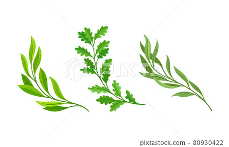 Tree branches with green leaves set. Willow, Eucalyptus, Oak Twigs cartoon vector illustration Tree branches with green leaves set. Willow, Eucalyptus, Oak Twigs cartoon vector illustration 80930422