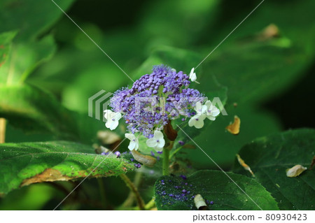 球繡球花 80930423