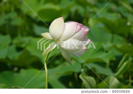 Hass flower blooming in the headwind 80930689