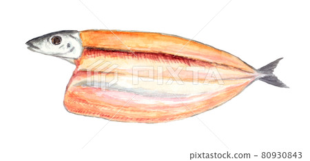 Watercolor illustration of the opening of the saury 80930843