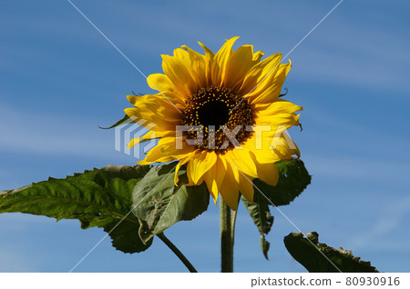 Sunflower 80930916