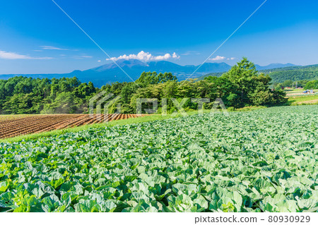 (Gunma Prefecture) Cabbage field in Tsumagoi Village (Gunma Prefecture) Cabbage field in Tsumagoi Village 80930929