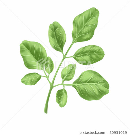 Moringa leaves herb isolated on white background, Health care and medical concept, Digital illustration Moringa leaves herb isolated on white background, Health care and medical concept, Digital illustration 80931019