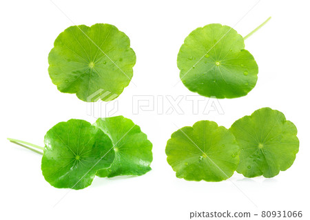 Closeup leaf of Gotu kola, Asiatic pennywort, Indian pennywort on white background, herb and medical concept 80931066