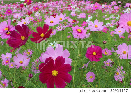 Colorful cosmos field Colorful cosmos field 80931157