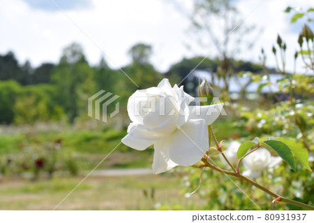 玫瑰品種：冰山 80931937