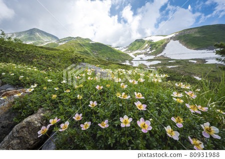 Tateyama Kurobe Alpine Route Chinguruma Community Murodo-Near Tengudaira 80931988