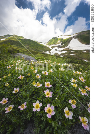 立山黑部阿爾卑斯山脈路線 Chinguruma Community Murodo-Near Tengudaira 立山黑部阿爾卑斯山脈路線 Chinguruma Community Murodo-Near Tengudaira 80931990