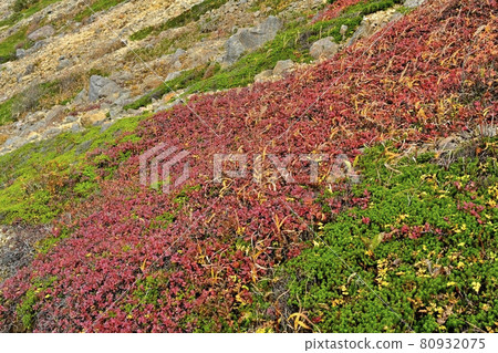 Bog bilberry in autumn colors on the west side of Mt. Chausu in the Nasu mountain range 80932075