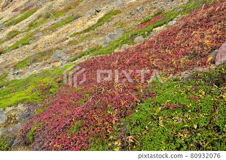 Bog bilberry in autumn colors on the west side of Mt. Chausu in the Nasu mountain range 80932076