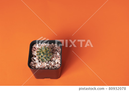 A small cactus that is on an orange background shines on the other side. A small cactus that is on an orange background shines on the other side. 80932078