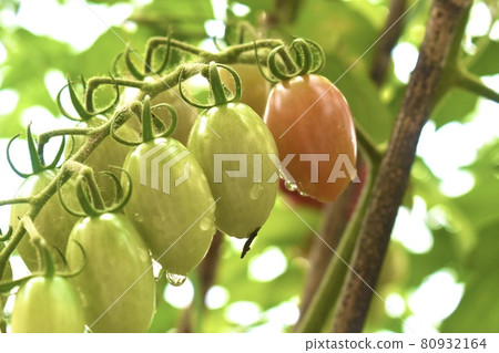 Tomatoes at home garden Tomatoes at home garden 80932164