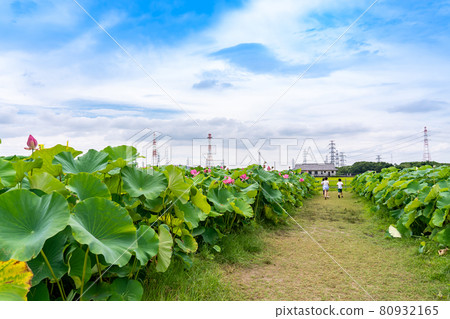 Children running through the fields of Hana Morikawa in Aisai City, Aichi Prefecture Children running through the fields of Hana Morikawa in Aisai City, Aichi Prefecture 80932165