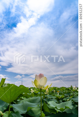 愛知縣愛西市森川花蓮田白蓮 80932257