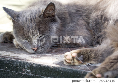 The gray fluffy domestic cat is sleeping. The gray fluffy domestic cat is sleeping. 80932340