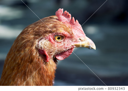 Chicken portrait side view, close-up. Portrait of a beautiful chicken with a comb on a blurred background. Copy space for text. 80932343