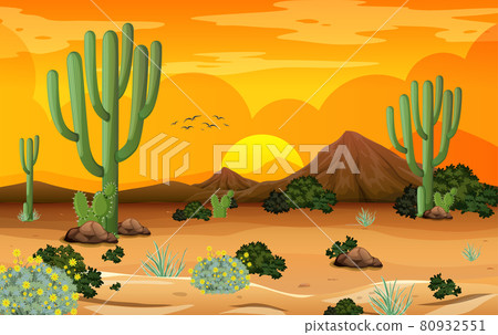 Desert forest landscape at sunset time scene with many cactuses Desert forest landscape at sunset time scene with many cactuses 80932551