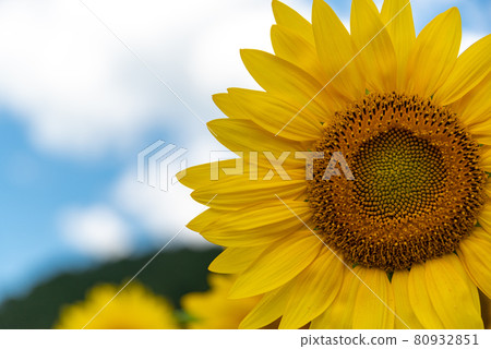 Sunflower 80932851