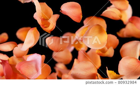 Freeze motion of rose petals flying on black background Freeze motion of rose petals flying on black background 80932984