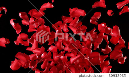 Freeze motion of rose petals flying on black background 80932985