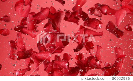 Freeze motion of rose petals flying on red background Freeze motion of rose petals flying on red background 80932986