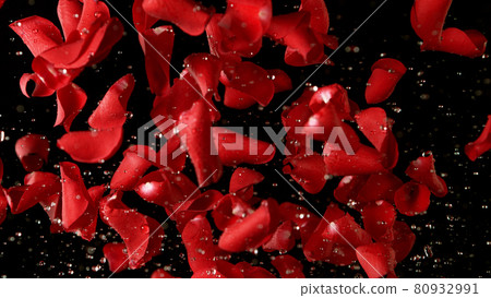 Freeze motion of rose petals flying on black background Freeze motion of rose petals flying on black background 80932991