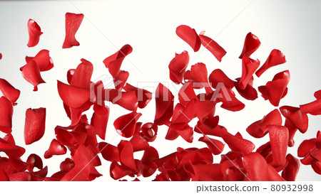 Freeze motion of rose petals flying on red background Freeze motion of rose petals flying on red background 80932998