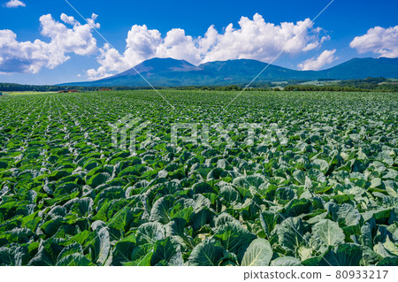 （群馬縣）以淺間山為背景的Tsumagoi村的白菜田 80933217