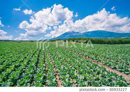 (群馬縣)以淺間山為背景的Tsumagoi村的白菜田 (群馬縣)以淺間山為背景的Tsumagoi村的白菜田 80933227