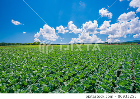 (群馬縣)Tsumagoi 村的捲心菜田 (群馬縣)Tsumagoi 村的捲心菜田 80933253