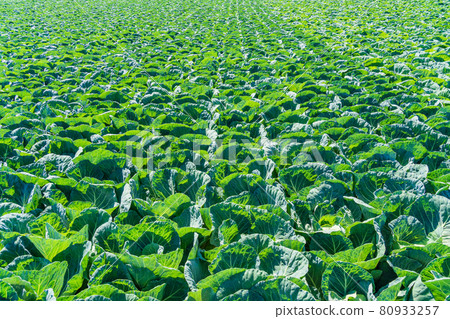 （群馬縣）Tsumagoi 村的捲心菜田 80933257