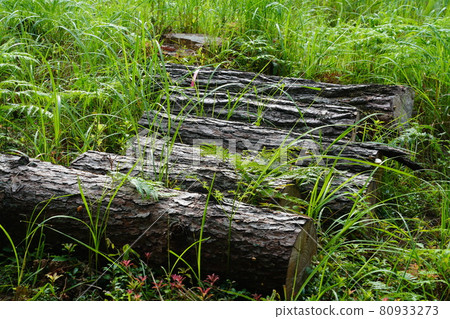 Cut down red pine trees 80933273