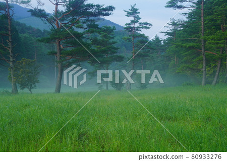 Kurozo Marsh in the early morning Kurozo Marsh in the early morning 80933276